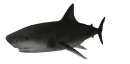 tiburones